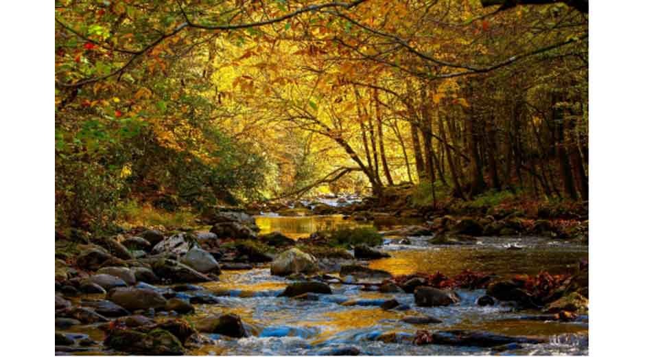 Family Vacation Planning: Expert Tips and Tricks to Make Your Trip to the Smoky Mountains Hassle-Free