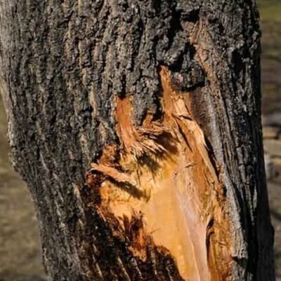 How to Prevent and Treat Cracks in Tree Trunks