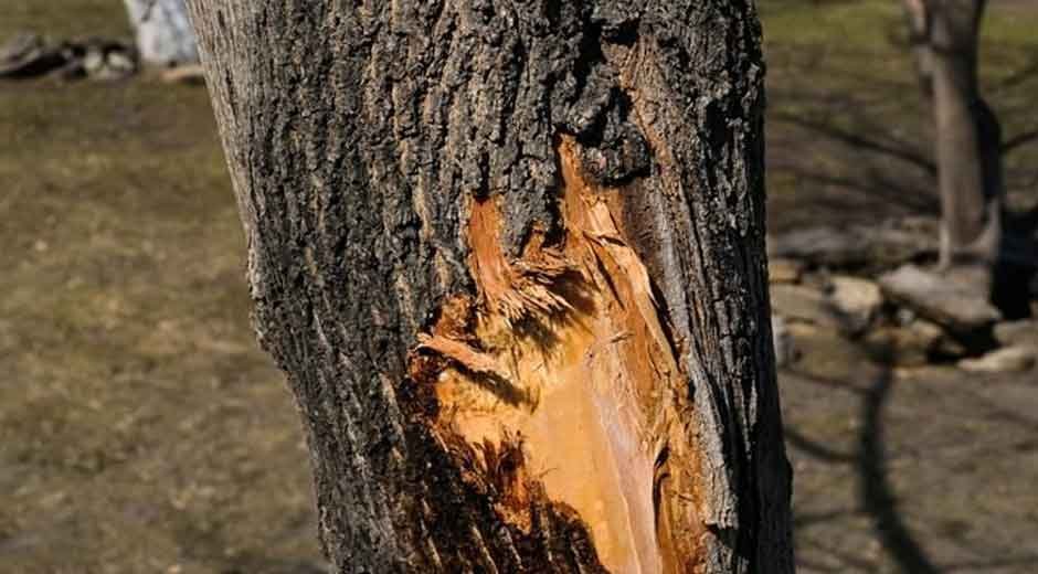 How to Prevent and Treat Cracks in Tree Trunks