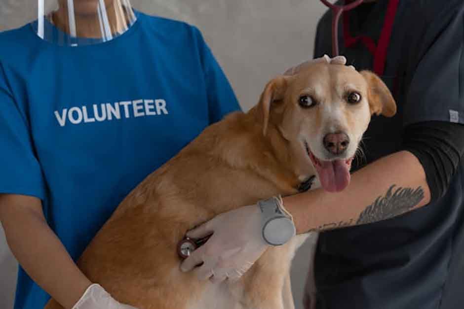 Challenges-Volunteers-Face-Abroad-and-How-to-Overcome-Them-Successfully