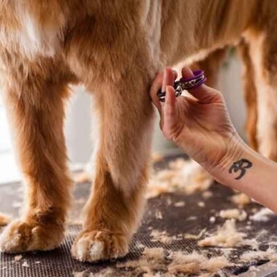 Why You Should Never Skip Trimming and Cleaning Your Dog's Paws