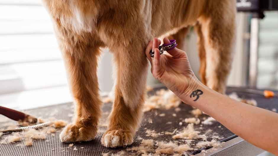 Why You Should Never Skip Trimming and Cleaning Your Dog's Paws