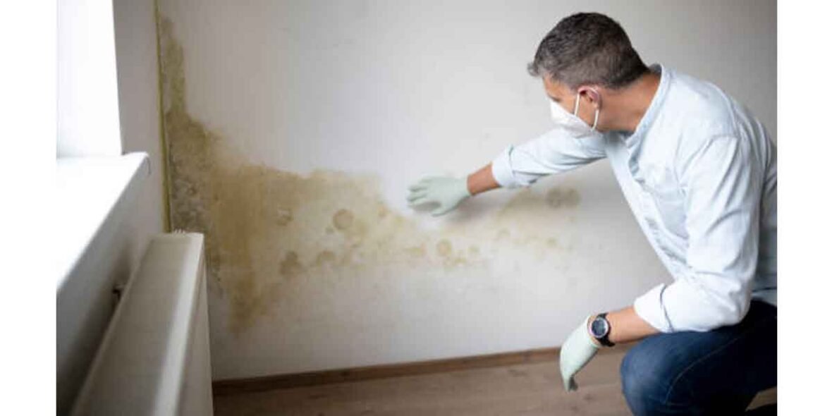 Mold Isn’t the Enemy—Moisture Is: A Smarter Home-Cleaning Manifesto