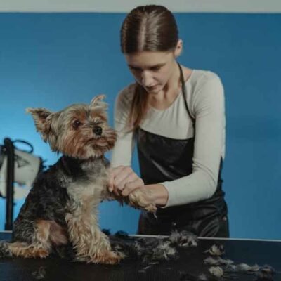 Here's-How-To-Get-Your-Dog-To-Enjoy-Grooming-(1)