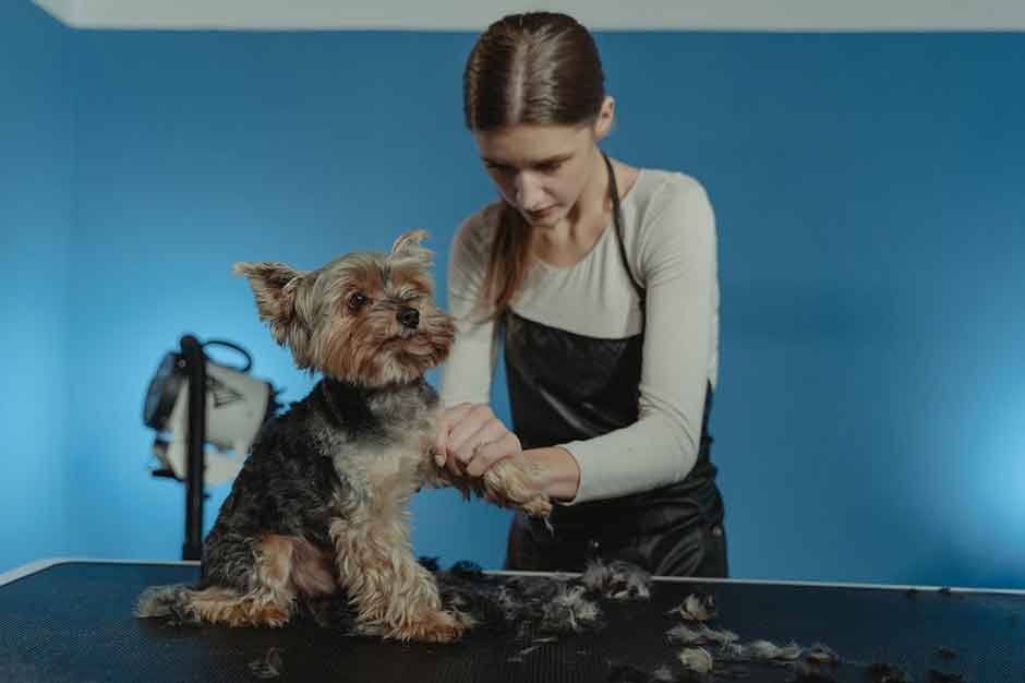 Here's-How-To-Get-Your-Dog-To-Enjoy-Grooming-(1)