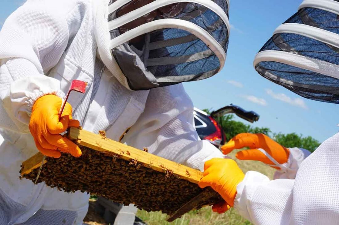 How Beekeepers Can Save Money On Supplies