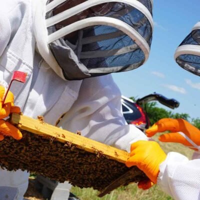How Beekeepers Can Save Money On Supplies