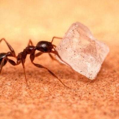 how-to-get-rid-of-small-ants-in-the-kitchen-the-tr-1