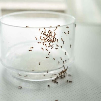 how-to-get-rid-of-tiny-tiny-ants-in-the-kitchen-wh-1
