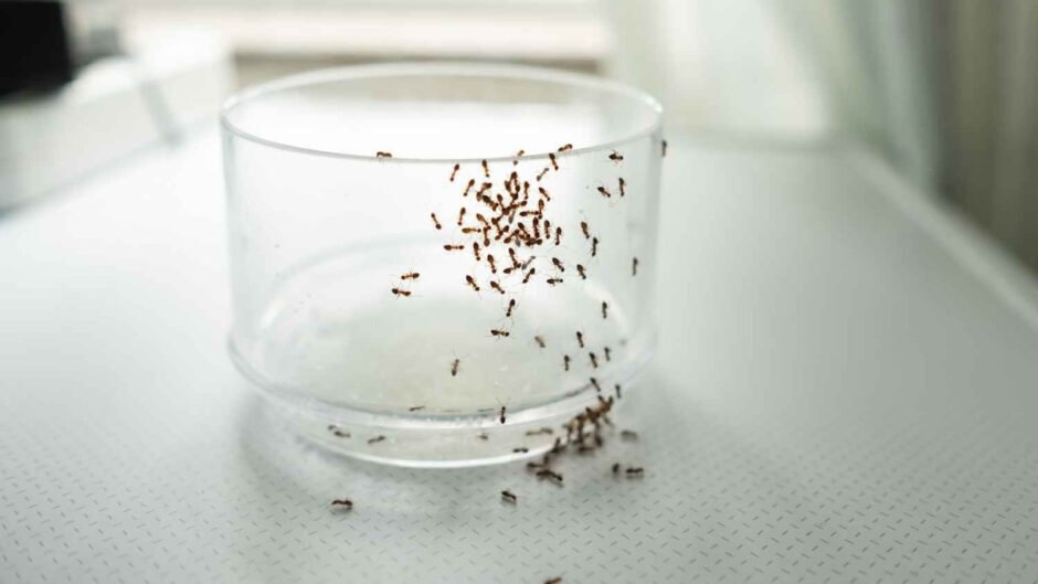 how-to-get-rid-of-tiny-tiny-ants-in-the-kitchen-wh-1